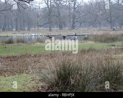 Foto da Dunham Massey Park Foto Stock