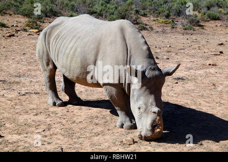Un rinoceronte con avvisatore acustico prese da parte dei bracconieri alla Fairy Glen Safari Game Reserve, vicino a Città del Capo, Sud Africa