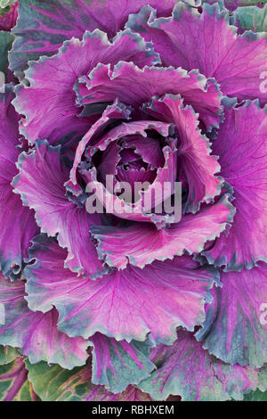 Brassica oleracea. Cavolo Northern Lights ibrido F1. Cavolo ornamentale pattern Foto Stock