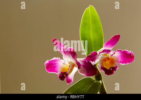 Due Dendrobium Nobily fiori con foglie con uno sfondo semplice Foto Stock