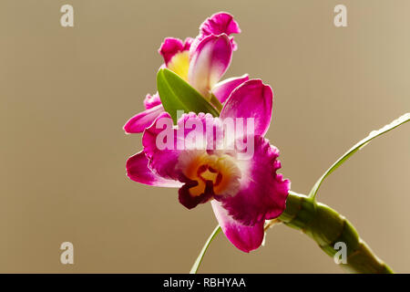 Due Dendrobium Nobily fiori con foglie e uno sfondo semplice Foto Stock