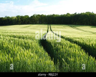 Campo di grano Foto Stock