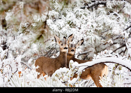 Due femmina del cervo mulo cervo coraggiosi un freddo inverno Colorado tempesta di neve Foto Stock
