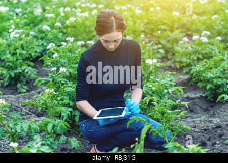 Donna agronomo specialista nella fattoria campo utilizzando un tablet. Il concetto del controllo di qualità nella produzione Foto Stock