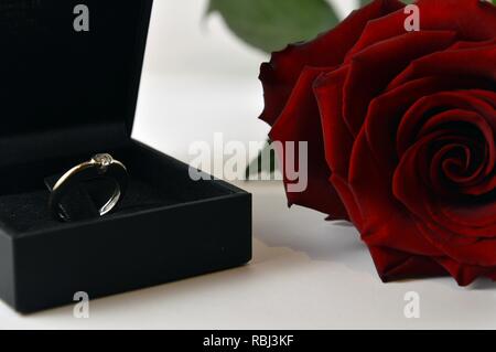 Una rosa rossa con anello di fidanzamento, su sfondo bianco per il giorno di San Valentino Foto Stock
