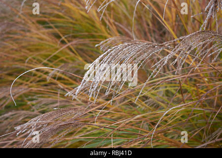 Miscanthus sinensis con gelo Foto Stock