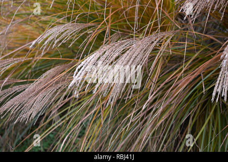 Miscanthus sinensis con gelo Foto Stock