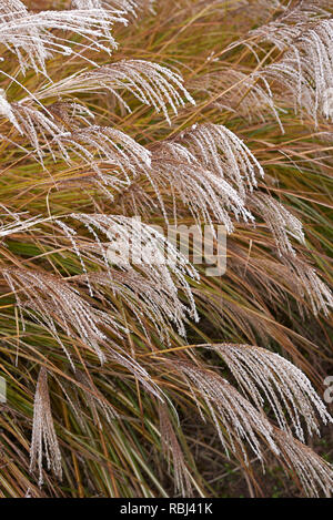 Miscanthus sinensis con gelo Foto Stock