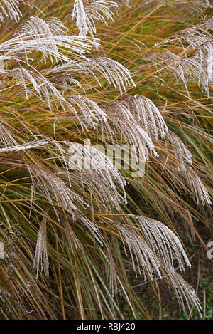 Miscanthus sinensis con gelo Foto Stock