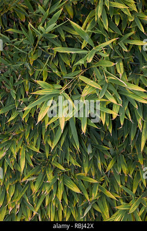 Phyllostachys aurea, siepe di bambù Foto Stock