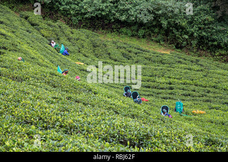 La piantagione di tè di lavoratori in Nuwara Eliya, Sri Lanka Foto Stock