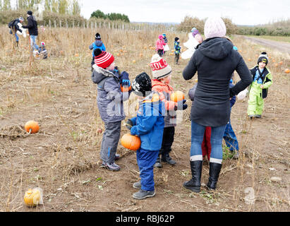 La scuola dei bambini raccogliendo i loro zucche di Halloween da un campo su una visita alla fattoria in Quebec, Canada Foto Stock