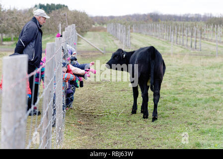 I bambini in una fattoria di raggiungere attraverso una recinzione di toccare un vitello nero Foto Stock