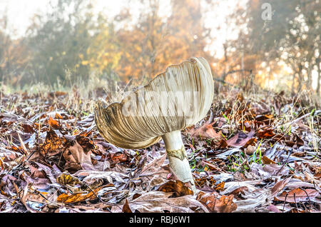 Basso angolo di visione di un grande fungo bianco con prominenti branchie circondato da foglie cadute su un punto aperto in una foresta in autunno Foto Stock