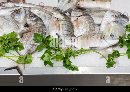 Gruppo di fresco o sargo saraghi (Diplodus sargus) e prezzemolo su ghiaccio per la vendita in un mercato del pesce Foto Stock