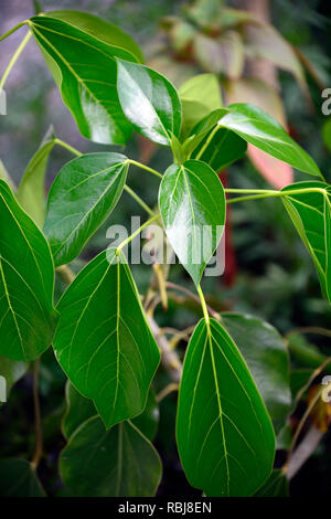Oreopanax capitatus,Picon,albero sempreverde,lucide foglie verdi,fogliame,struttura,impianto strutturale,coriacea,ovale,finitura lucida,foglie di colore verde scuro,RM Floral Foto Stock