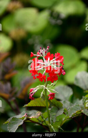 Primula rossa japonica forma,candelabri Primrose,fiori rossi,fioritura,giapponese primrose,profumato,RM Floral Foto Stock