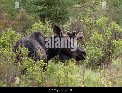 Bull alci in Algonquin Park Foto Stock