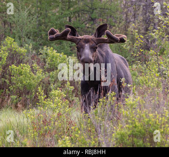 Bull alci in Algonquin Park Foto Stock