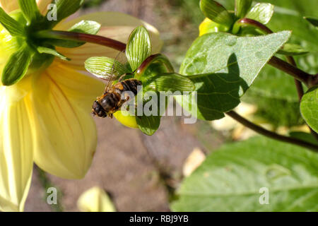 Regno Unito insetto giardino su giallo dahlia pianta. Foto Stock