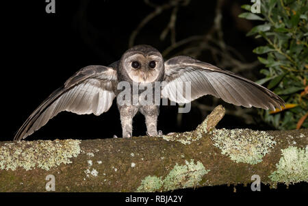 Maggiore Fuligginosa Owl con ali stese Foto Stock