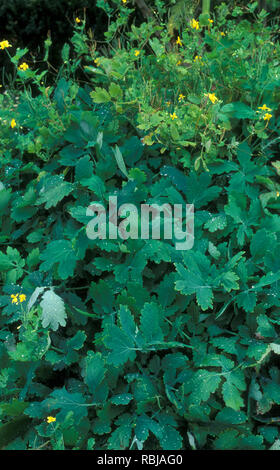 Maggiore CELANDINE (CHELIDONIUM MAJUS) noto anche come NIPPLEWORT, SWALLOWWORT E TETTERWORT, una pianta erbacea Foto Stock