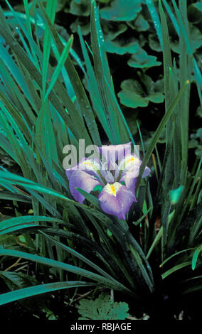 Inverno-fioritura di IRIS (IRIS STYLOSA, UNGUICULARIS ) Foto Stock