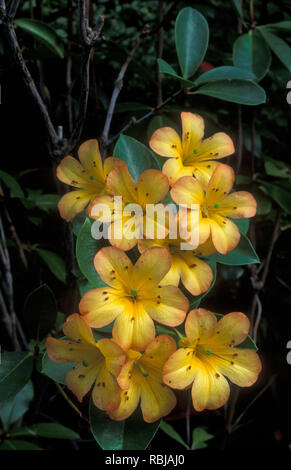Primo piano di Vireya Rhododendron (Rhododendron zoelleri) con vivaci fiori arancioni e gialli. Foto Stock