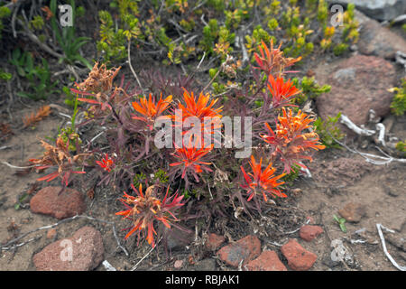 WA15740-00...WASHINGTON - luminoso color magenta pennello in un prato alpino lungo l'Eco Rock Trail nel Mount Rainier National Park. Foto Stock