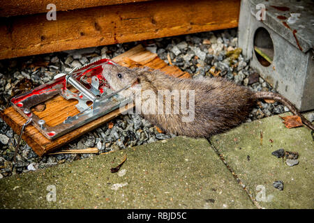 Stagione di ratto catturato da rat catcher Foto Stock