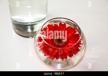 Rosso Gerbera in vaso di vetro sulla superficie bianca della tabella Foto Stock