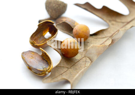 Oak tree acorn , su sfondo bianco Foto Stock