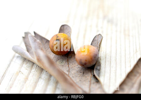 Oak tree acorn , su uno sfondo di legno Foto Stock