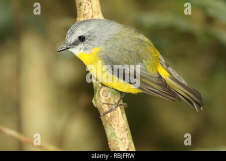 Un giallo orientale Robin su una foresta pesce persico. Foto Stock