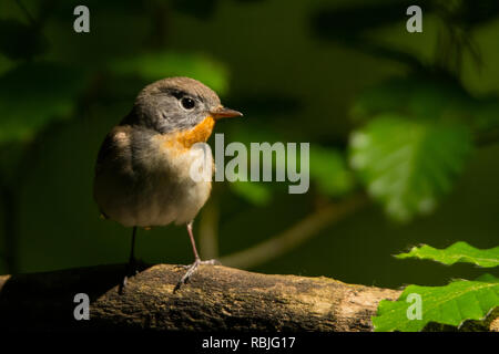 Red-breasted flycatcher nella foresta (Ficedula parva). Foto Stock