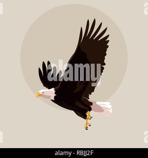 Aquila calva bird flying illustrazione vettoriale design Illustrazione Vettoriale