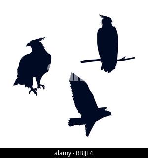 Uccelli falchi sagome con diverse pose illustrazione vettoriale design Illustrazione Vettoriale