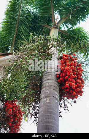 Jelly palm frutta crescendo su albero Foto Stock