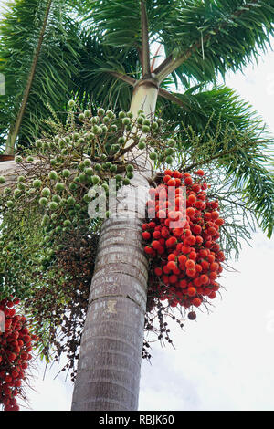 Jelly palm frutta crescendo su albero Foto Stock