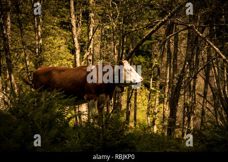 Ritratto di un solitario mucca in mezzo alla foresta nella luce della sera Foto Stock