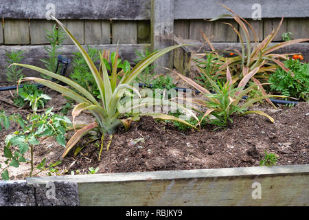 Ananas piante che crescono nel giardino sul retro Foto Stock