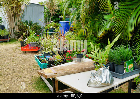 Pot raccolta di piante in giardino nel cortile Foto Stock
