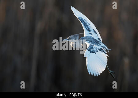 Bambino piccolo airone cenerino volo in Salt Marsh habitat Foto Stock