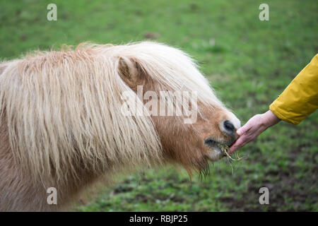 Poco cavallo nel campo Foto Stock