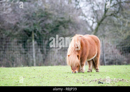 Poco cavallo nel campo Foto Stock