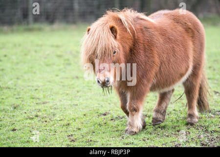 Poco cavallo nel campo Foto Stock