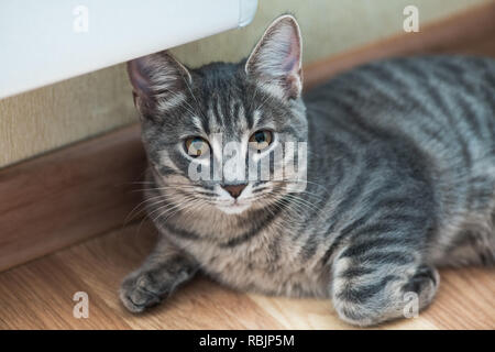 Gatto abissino. Close up ritratto di blu abissino gatto femmina, seduto sul pavimento Foto Stock