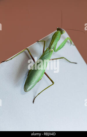 Green mantis seduto su un lucido metallico schermo portatile, vista dall'alto, foto macro con il fuoco selettivo Foto Stock