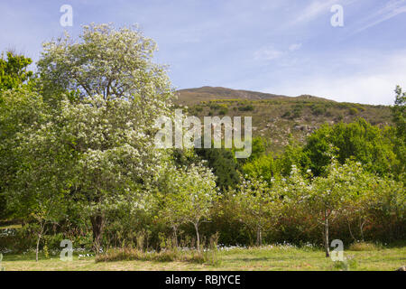 Alberi da frutto in piena fioritura con fiori bianchi in primavera a Genadendal nella Western Cape, Sud Africa Foto Stock