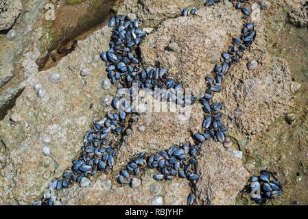Live mitili blu / comune di Mitili (Mytilus edulis) nel letto di cozze e patelle comune (Patella vulgata) su roccia esposta sulla spiaggia con la bassa marea Foto Stock